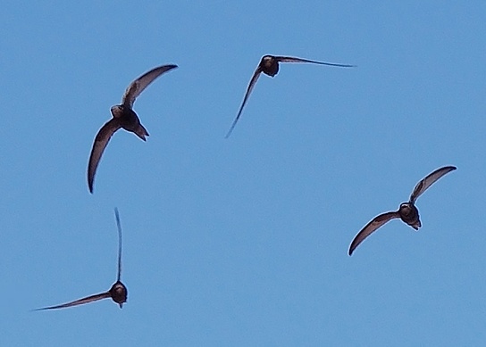 "Apus apus flock flying 1" by Keta - Detail of Apus_apus_flock_flying.jpg. Licensed under CC BY-SA 3.0 via Commons - https://commons.wikimedia.org/wiki/File:Apus_apus_flock_flying_1.jpg#/media/File:Apus_apus_flock_flying_1.jpg